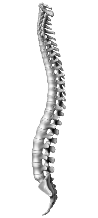 Osteopatia Lionti - Lionti osteopata